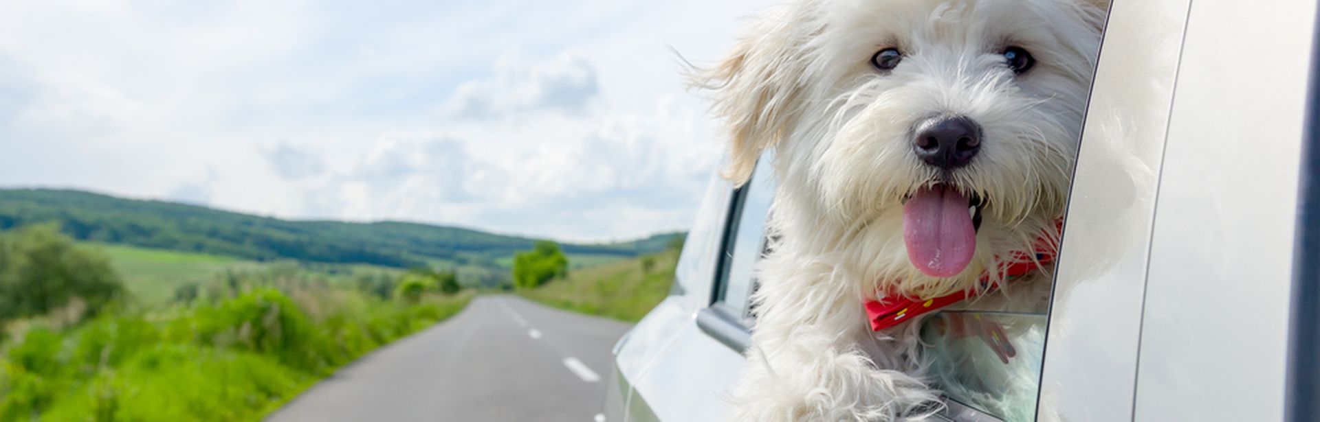 Ein Hund lehnt sich während der Fahrt aus dem Autofenster