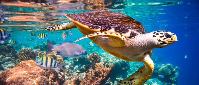 Eine Schildkröte und viele verschiedene Fische im Meer