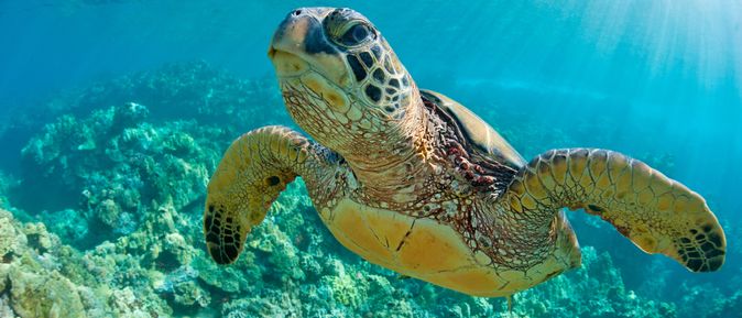 Eine große Wasserschildkröte schwimmt durchs Wasser 