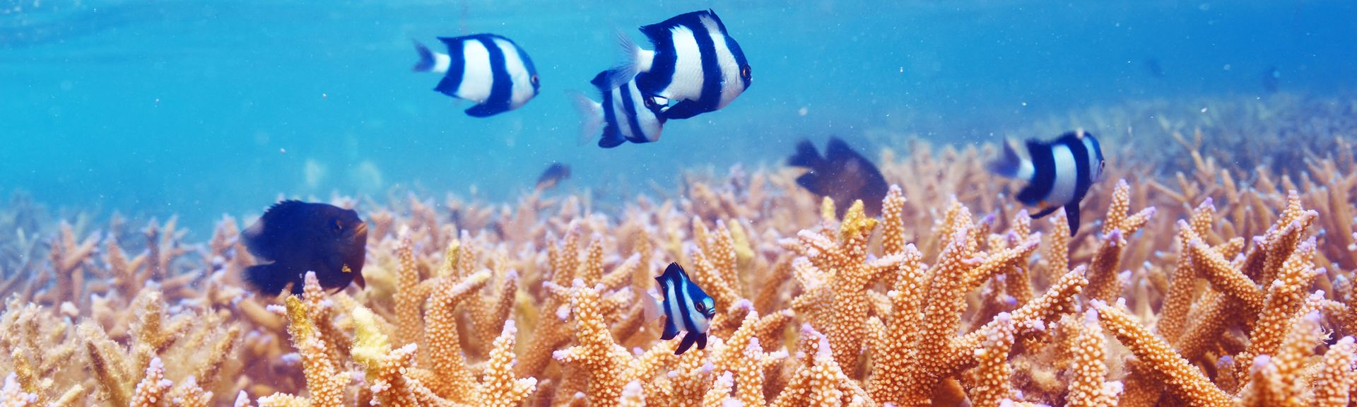 Blaue Fische schwimmen in einem Riff in Meer