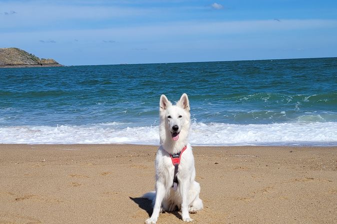 Hund Emmi mit Strand und Meer im Hintergrund an der Küste bei Saint Malo in der Bretagne in Frankreich