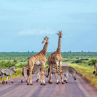 Giraffen und Zebras stehen auf einer Straße umgeben von Natur in Afrika
