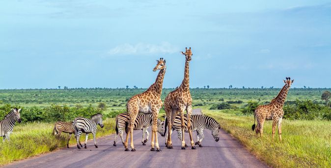 Giraffen und Zebras stehen auf einer Straße umgeben von Natur in Afrika