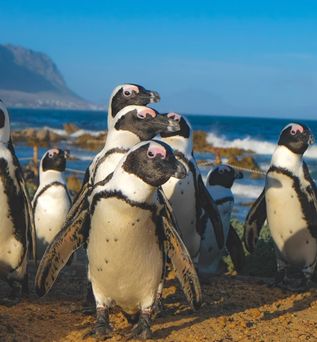 Abbildung