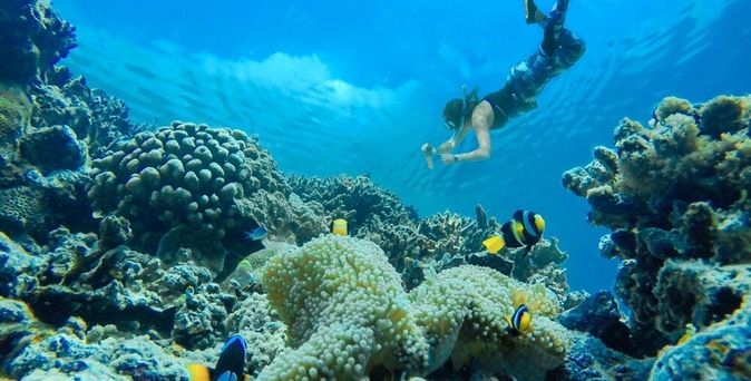 Taucher und Fische unter Wasser