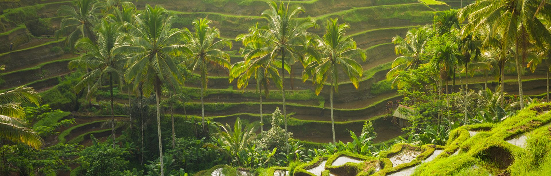Reiseterrassen, Bali, Philippinen