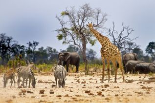 Tiere Südafrika