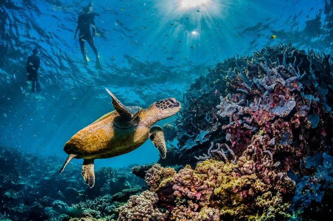 Eine Große Schildkröte schwimmt durchs Wasser 