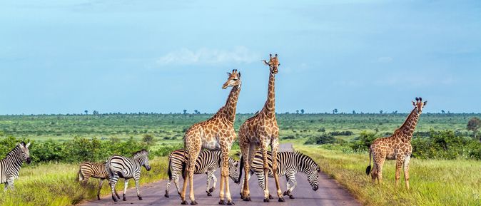 Giraffen und Zebras stehen auf einer Straße umgeben von Natur in Afrika