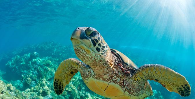 Eine große Wasserschildkröte schwimmt durchs Wasser 