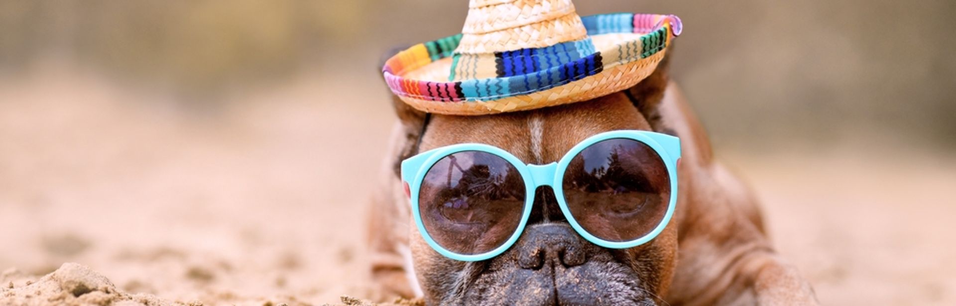 Ein Hund mit Sonnenbrille und Hut liegt am Strand
