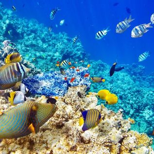 Buntes Riff mit vielen bunten Fischen