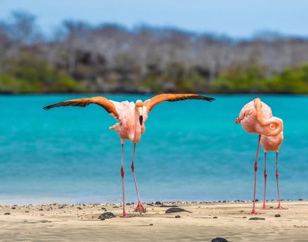Rundreise Ecuador: Galapagos Island Hopping in der kleinen Gruppe