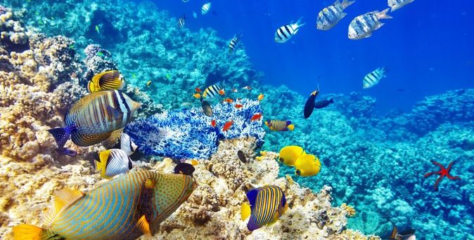 Buntes Riff mit vielen bunten Fischen