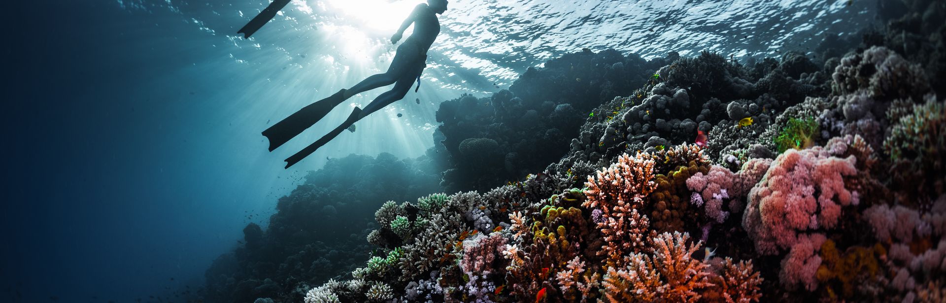 Ein buntes Korallenriff, darüber zwei Taucher
