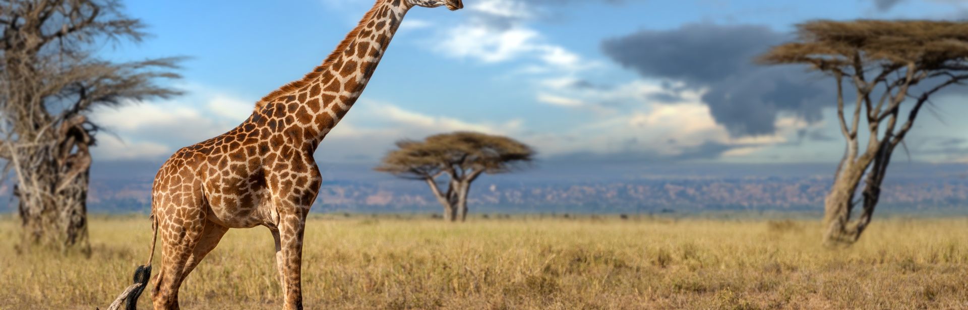 Giraffe läuft durch eine Steppe 