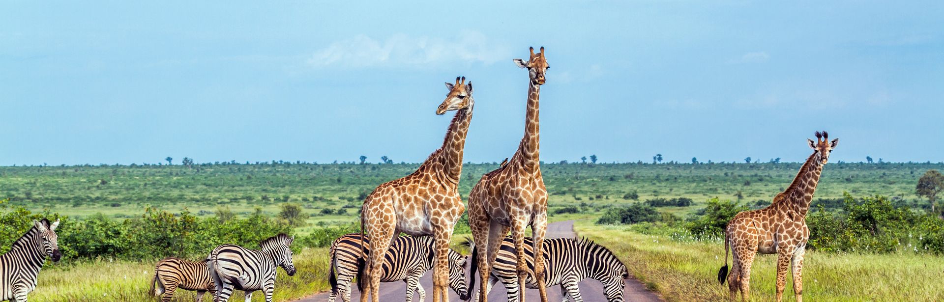 Giraffen und Zebras stehen auf einer Straße umgeben von Natur in Afrika