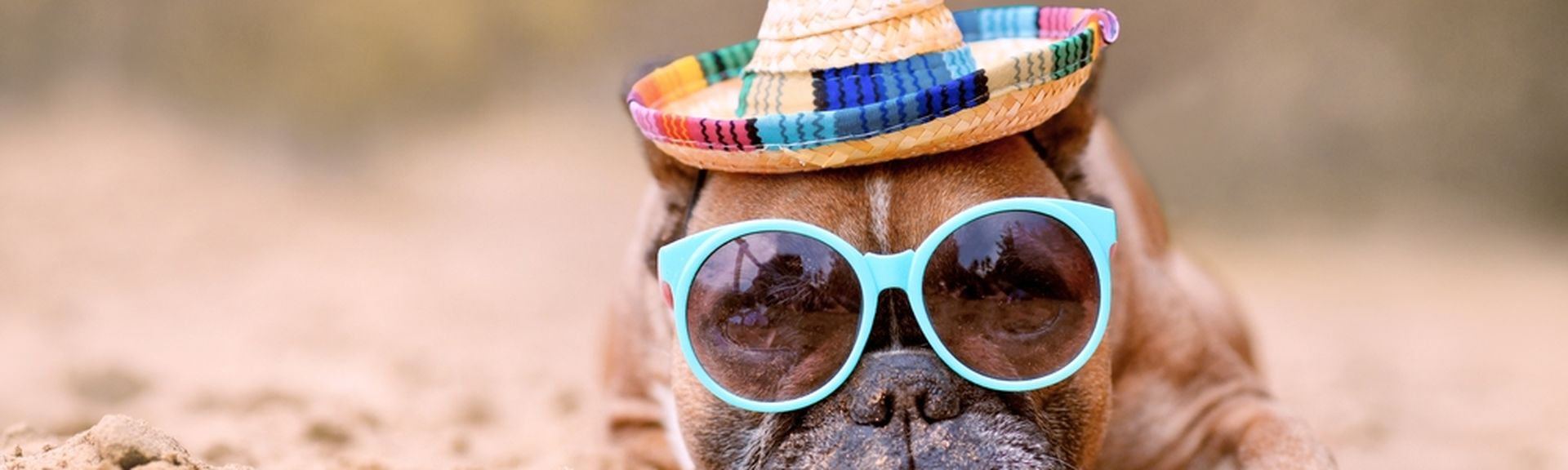 Ein Hund mit Sonnenbrille und Hut liegt am Strand