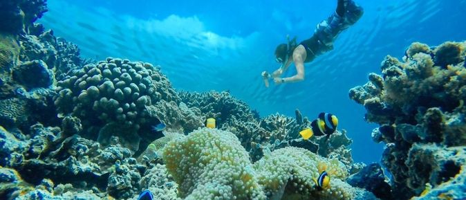 Taucher und Fische unter Wasser
