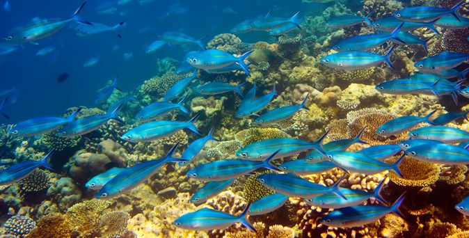 Blaue fische schwimmen durch ein Riff