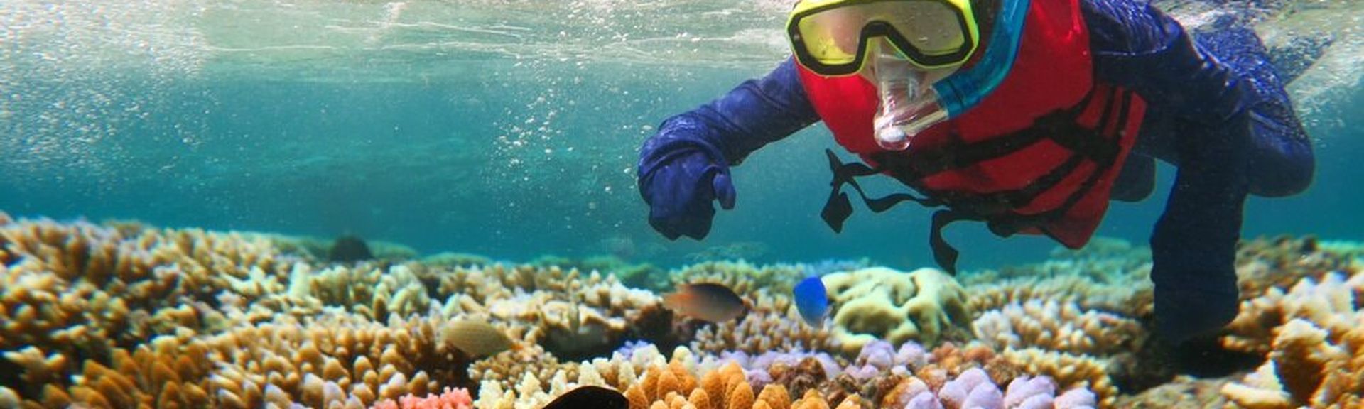 Taucher mit Schnorchel zeigt auf Fische in einem Korallenriff