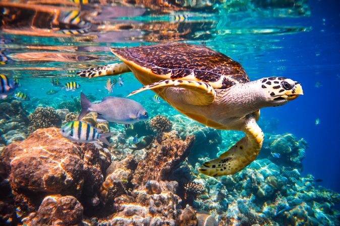 Eine Schildkröte und viele verschiedene Fische im Meer