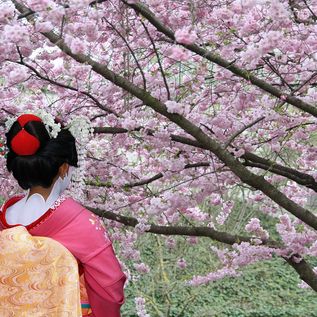Japan - Kirschblüte & Geisha