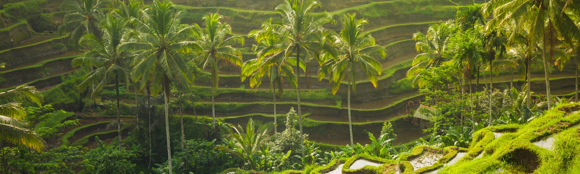 Reiseterrassen, Bali, Philippinen