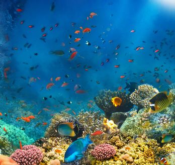 Korallenriff und Fische im Roten Meer in Ägypten