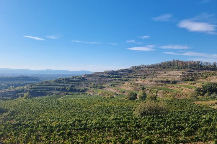 Weinberge und Terrassenlandschaft am Kaiserstuhl