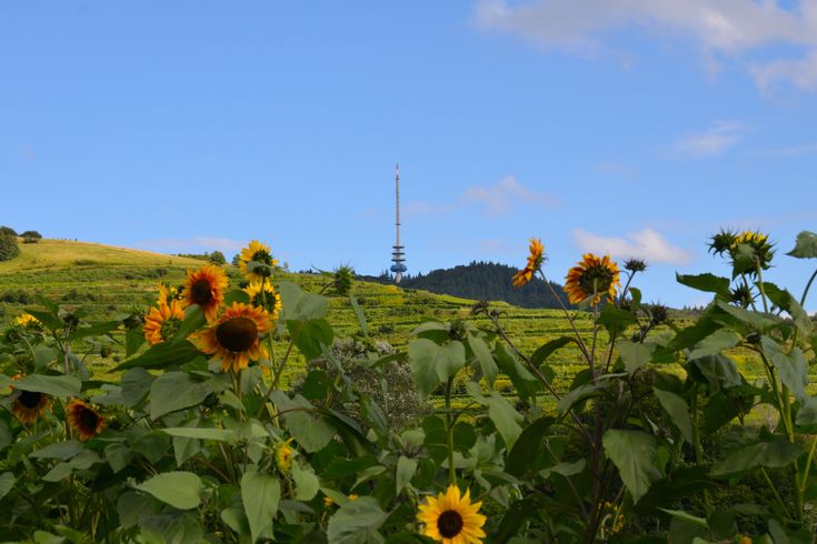 Sonnenblumen im Kaiserstuhl