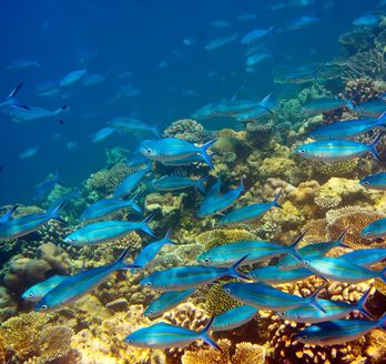 Blaue fische schwimmen durch ein Riff