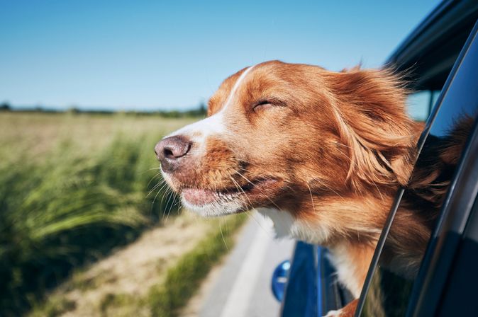 Ein Hund lehnt sich während der Autofahrt aus dem Fenster