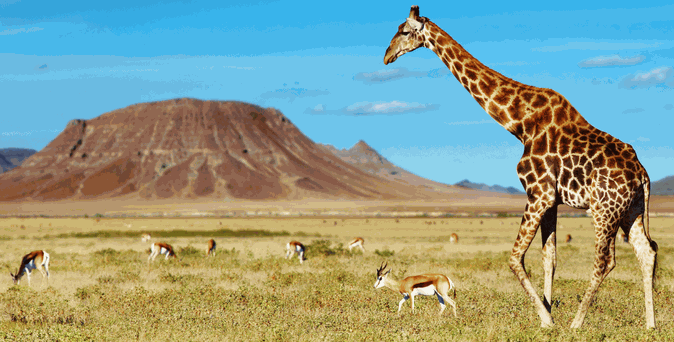 Eine Giraffe und Gazellen auf einer Wiese