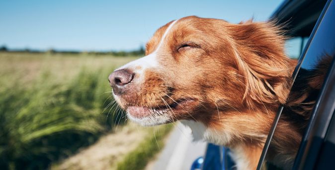 Ein Hund lehnt sich während der Autofahrt aus dem Fenster