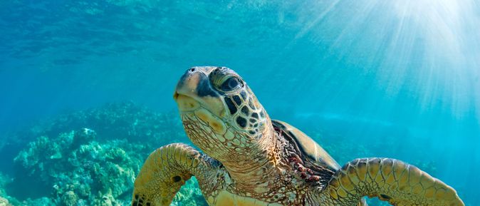 Eine große Wasserschildkröte schwimmt durchs Wasser 