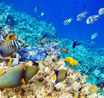 Buntes Riff mit vielen bunten Fischen