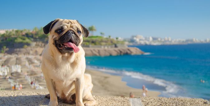 Ein Hund steht auf einem Hügel, im Hintergrund ist ein Strand und das Meer