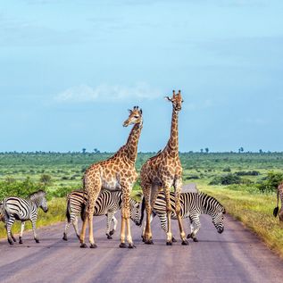 Giraffen und Zebras stehen auf einer Straße umgeben von Natur in Afrika