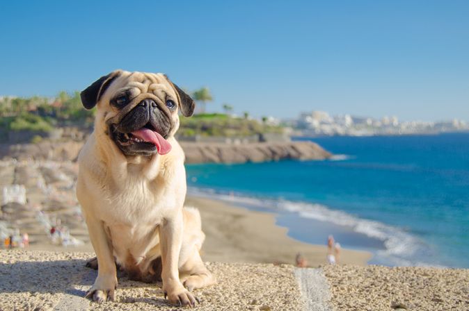 Ein Hund steht auf einem Hügel, im Hintergrund ist ein Strand und das Meer