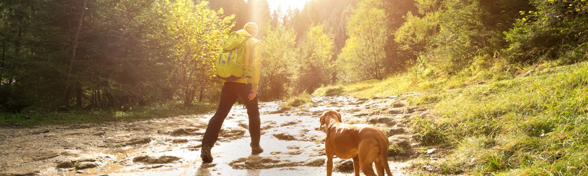 Ein Mann und ein Hund wandern auf einem Hügel der Sonne entgegen