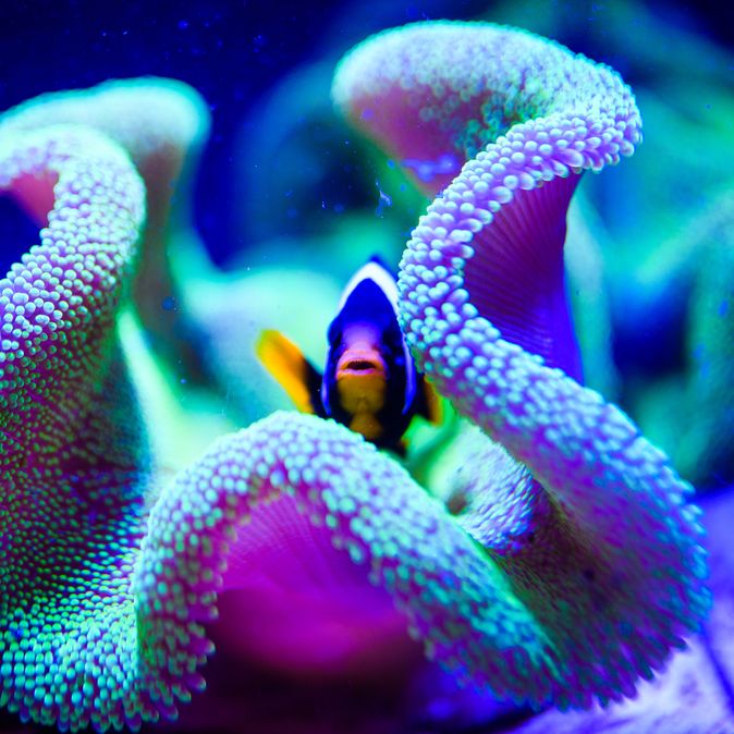 Ein blauer Fisch in einer Seeanemone