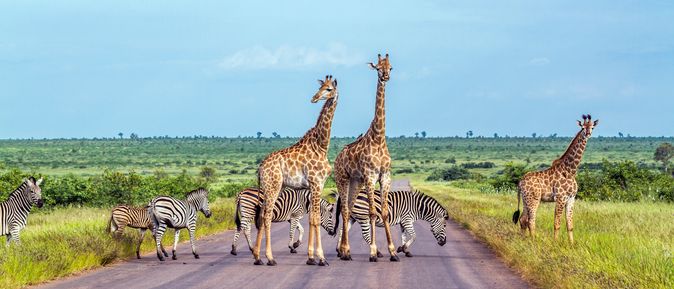 Giraffen und Zebras stehen auf einer Straße umgeben von Natur in Afrika