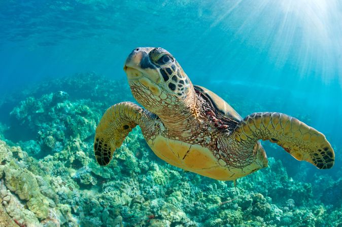 Eine große Wasserschildkröte schwimmt durchs Wasser 