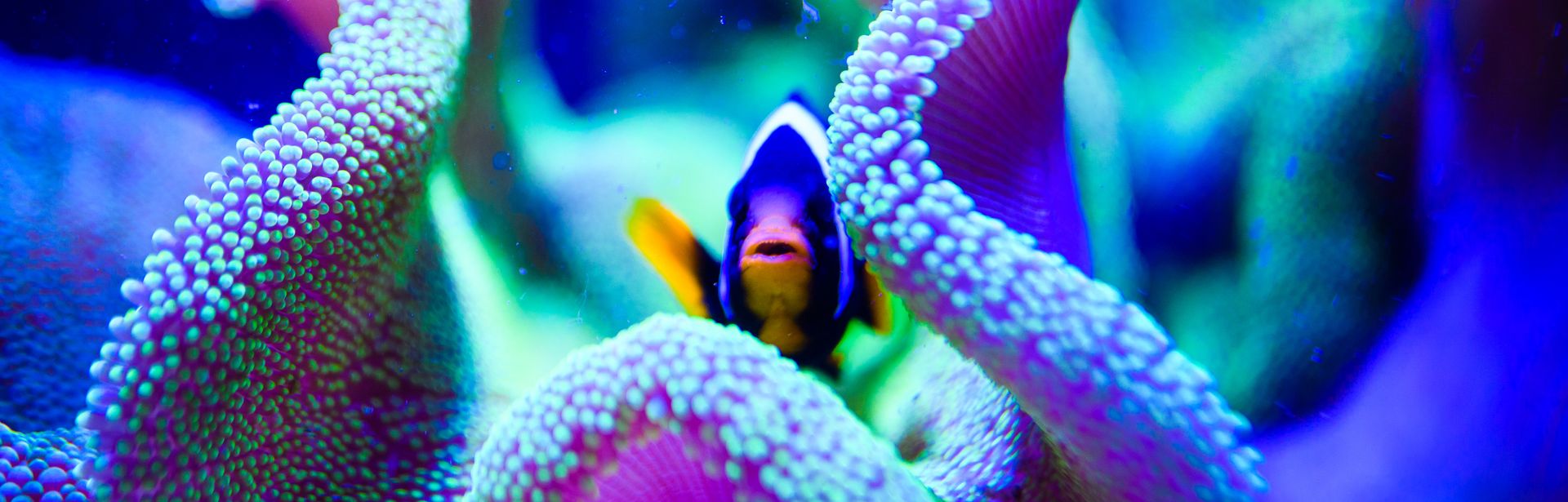 Ein blauer Fisch in einer Seeanemone