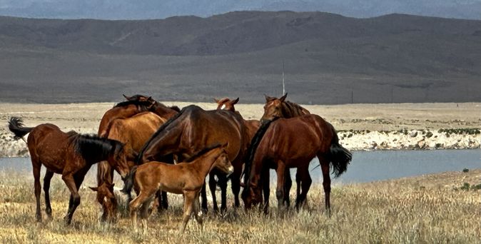 Pferde in der kasachischen Steppe