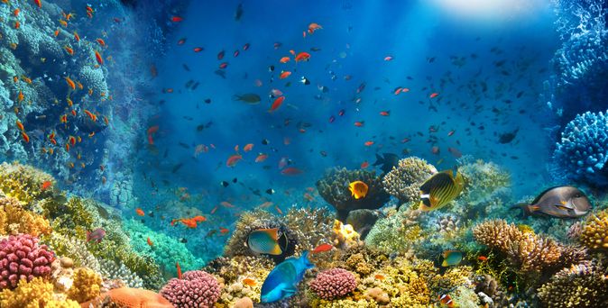 Korallenriff und Fische im Roten Meer in Ägypten