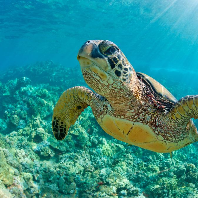 Eine große Wasserschildkröte schwimmt durchs Wasser 