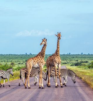 Giraffen und Zebras stehen auf einer Straße umgeben von Natur in Afrika