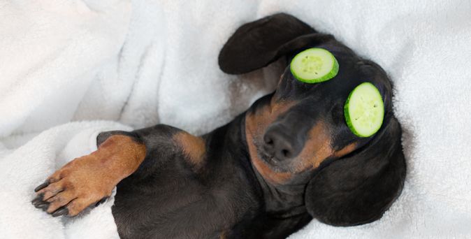 Ein Hund liegt zugedeckt im Bett und hat Gurken auf den Augen